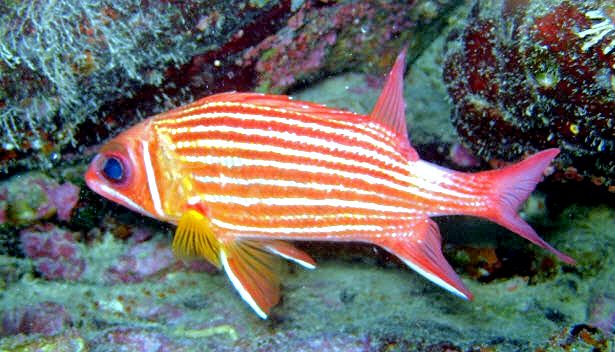 Sargocentron hastatum_04.jpg